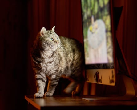 ‘Can’t imagine a cat not having this toy’: Your indoor cat is bored. Here’s how to fix it