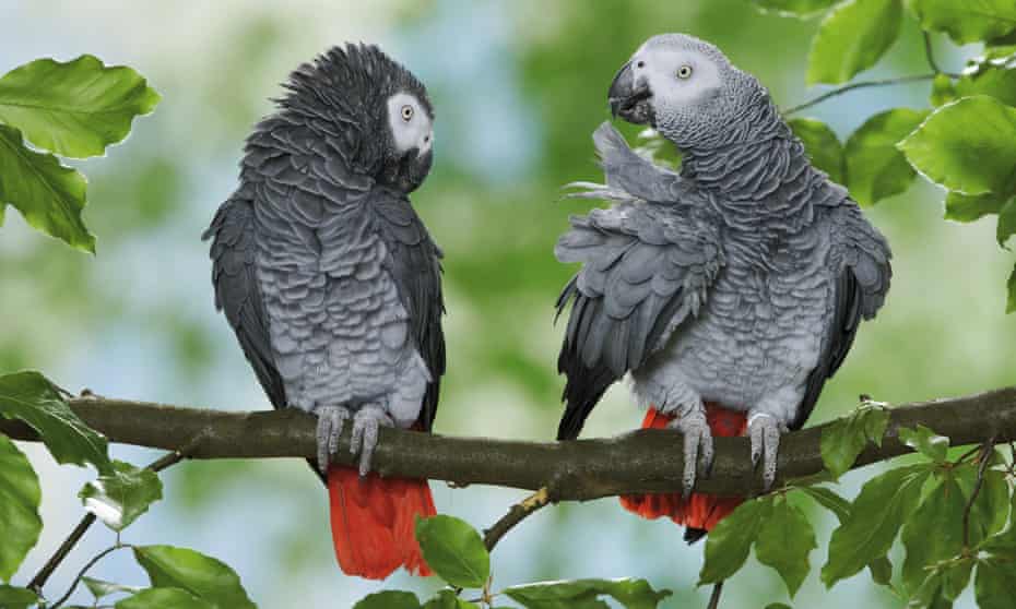 Two Congo African Grey parrots, Psittacus erithacus, on branch 