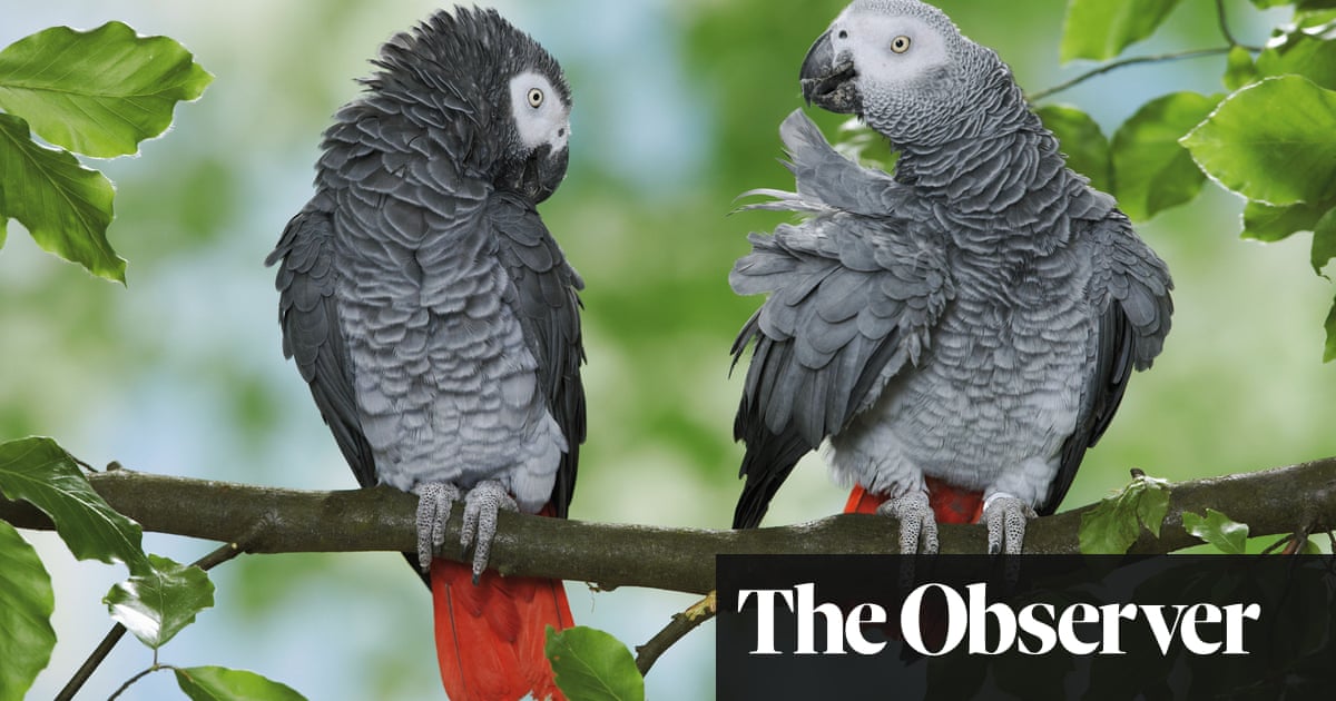 The Grey Parrot And The Race Against Africa S Wildlife Extinction Endangered Species The Guardian The Grey Parrot And The Race Against Africa S Wildlife Extinction Endangered Species The Guardian