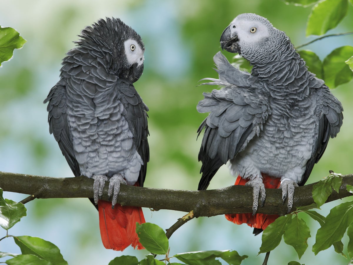 African grey parrot has global summit to thank for protected status |  Illegal wildlife trade | The Guardian