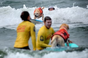 Jeffrey Nieboer, top right, watches as his Labrador retriever Charlie take off on a wave.