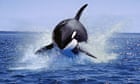 The orca uprising: whales are ramming boats – but are they inspired by revenge, grief or memory?