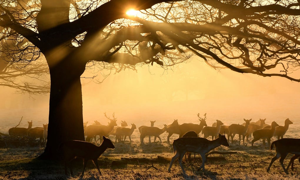 Deer grazing in Richmond Park, London