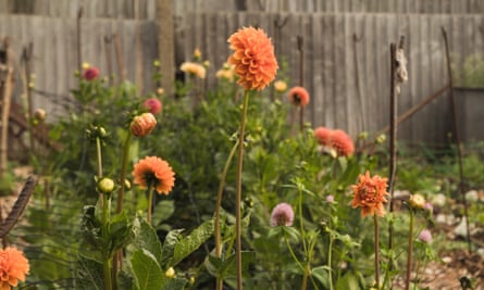 Ponpon dahlias ‘Silvia’ and ‘Cornel Brons’.