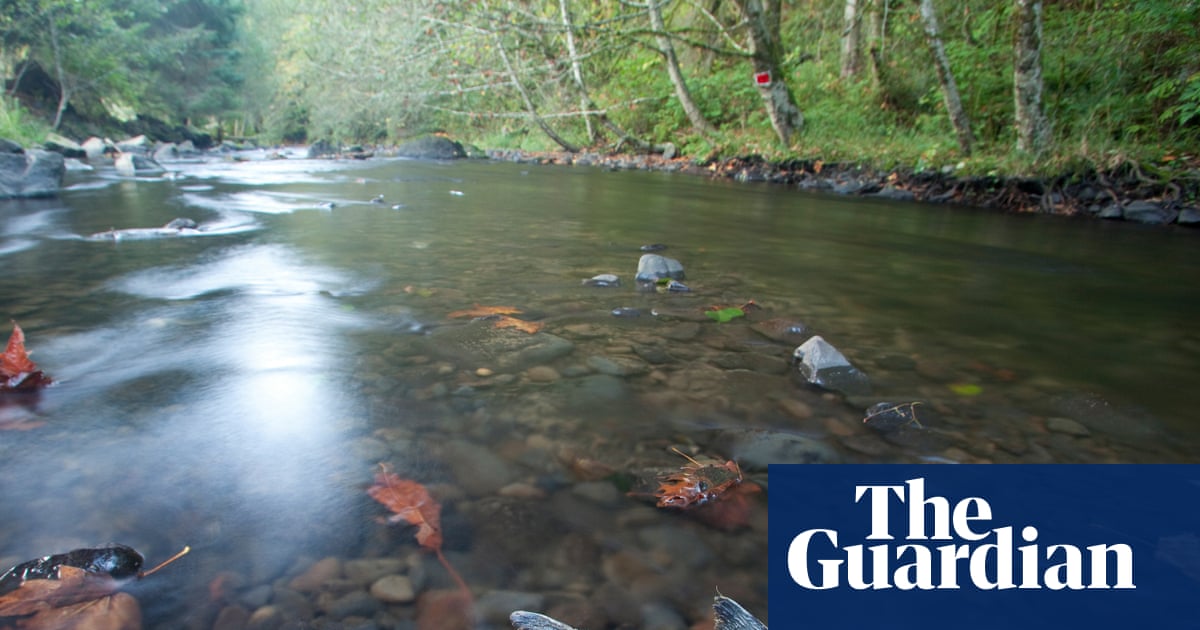 Is tyre pollution causing mass deaths in vulnerable salmon populations?