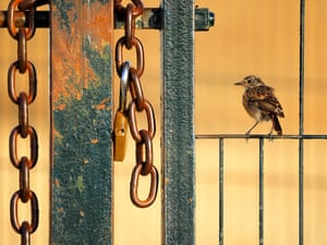 A small bird perched on a railing next to a gate with a heavy chain on it
