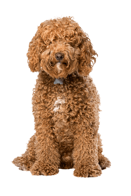 Brown labradoodle sitting