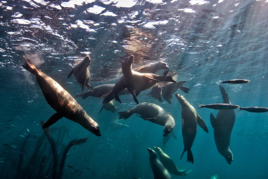 Group of sea lions swims in the kelp forest around the Channel Islands in California.