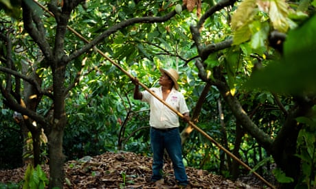 A Mexican man in a sun hat working among cocoa trees