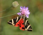 Protect Caterpillars, Support Moth Population in UK