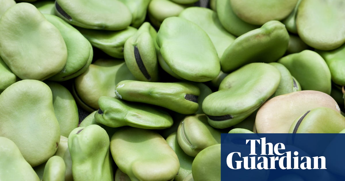 Конские бобы фото Конские бобы фото