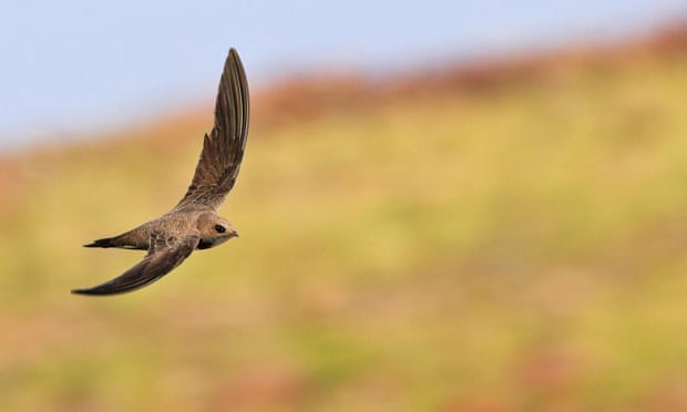 ‘A swift can scarcely cope with being stationary. But I know about slowness.’