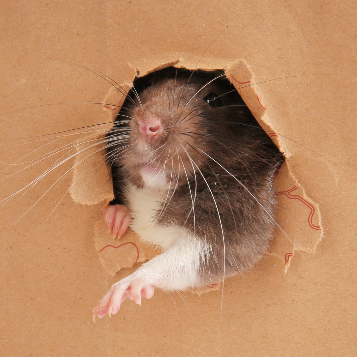 Are we losing the rat race? How rodents took over our offices | Animal  behaviour | The Guardian