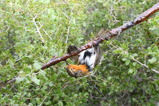 Slaughter of the songbirds: the fight against France's 'barbaric' glue traps 5568