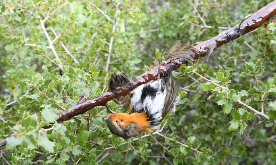 A European robin trapped with glue on a stick, in France.