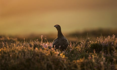 A red grouse in North Yorkshire