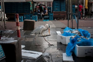 One of Amsterdam’s urban heron population