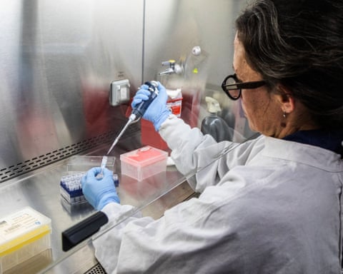 A scientist in a lab coat and blue gloves uses a pipette inside a biosafety cabinet.