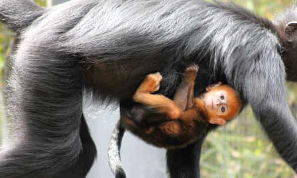 Nangua bebé langur de Francois' langur baby Nangua