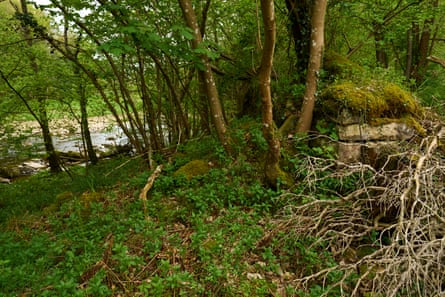 An overgrown riverbank with a tree growing from half-covered ruins