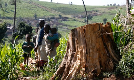 Children stand near tree stamp in Mauche settlement scheme of Mau Forest area in the Rift Valley of Kenya.
