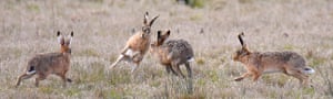 Spring hares