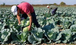 Vegan Farming - We need to do it Locally