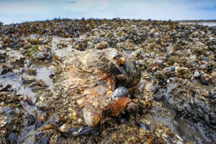 Wild oysters in the Wadden Sea.