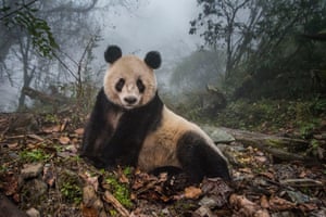 Ye Ye, a 16-year-old panda, inside her enclosure at the Wolong nature reserve in Sichuan province, China