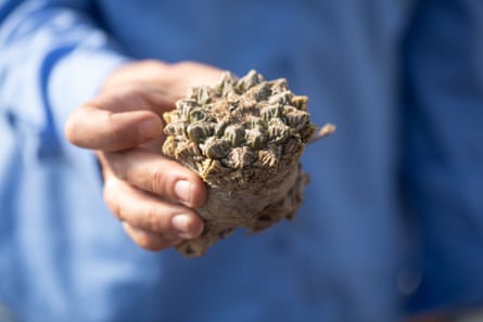 Jessie Byrd, manager for the Pima County Native Plant Nursery in Tucson, holds an ariocarpus fissuratus, a rare plant that was confiscated from someone crossing the border.