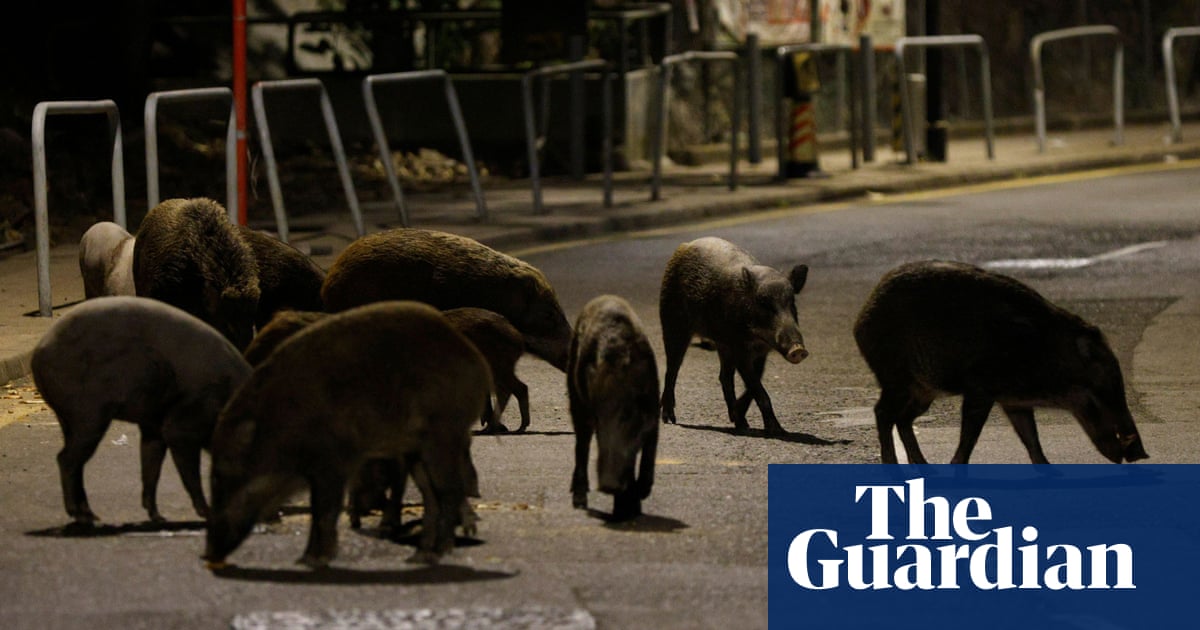 Hong Kong begins hunting wild boar amid public safety fears