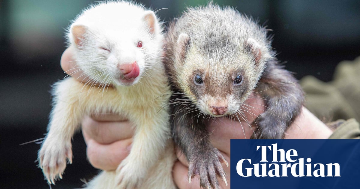 ‘Breeding faster than we can rescue’: responsible UK ferret owners wanted