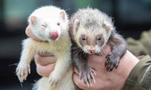 Ferrets (not those used in the experiment).