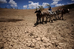 There is a huge lack of water and food for the animals, farmers say.