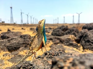  Lizards and windmillsFirst place, Climate. A vibrant Fan-throated Lizard (Sarada superba) stands guard over his territory. This lizard was photographed in the Chalkewadi plateau in Satara district, which is the site of one of the largest wind farms in this region.