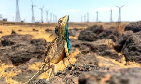 colourful lizard with wind turbines in the background