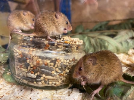 Three harvest mice pictured in a release enclosure.