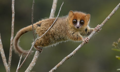 A brown mouse lemur, Microcebus rufus, which is unique to Madagascar and threatened with extinction.