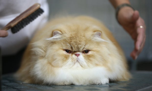 Image result for Cat