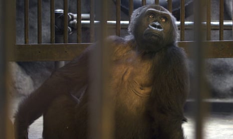 Bua Noi looks through the bars of her cage at Pata zoo, on the top floor of a shopping centre.