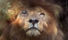 Conservationists mourn natural death of Kenyan lion Scarface