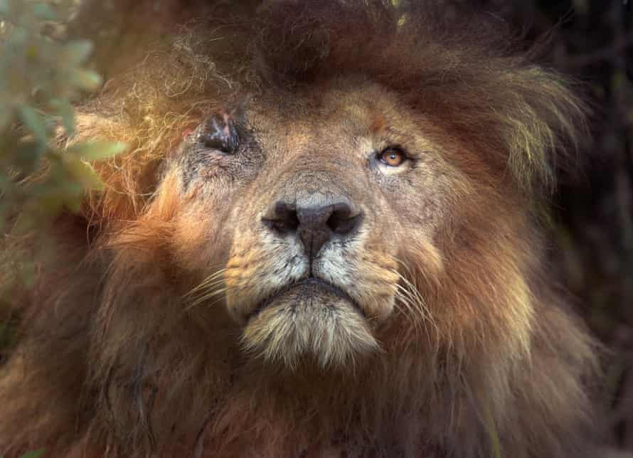 Download Conservationists Mourn Natural Death Of Kenyan Lion Scarface Animals The Guardian