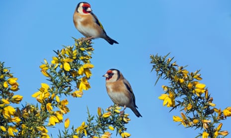Goldfinches in trees