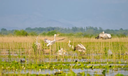 Pelicans Skadar Lake national park