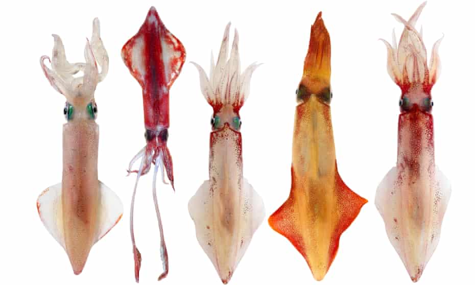 Squid row ... but which ones can you eat?