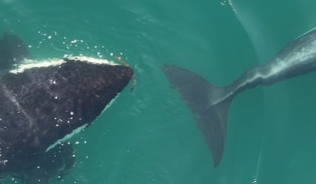 two whales
