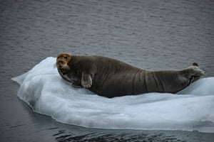 A bearded seal lies on ice in the Barents Sea, Norway. Scientists, who participated in Turkey’s second Arctic expedition, are undertaking research for 14 different projects at 24 different sampling points on their route in the Arctic Ocean. Data was collected for the projects such as zooplankton and phytoplankton sampling, monitoring of seawater physical parameters, atmospheric pollution observations in the marine area on subjects including microplastics, meteorological observations, environmental effects of shipping trade routes, observing sea ice and tracking marine mammals