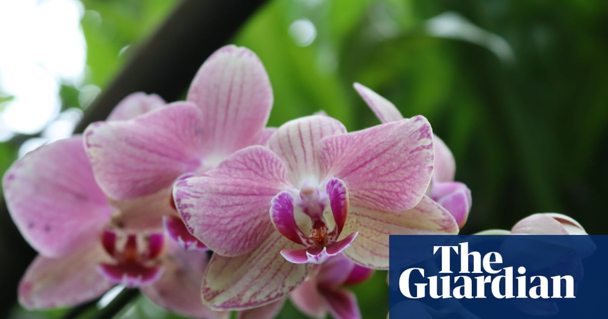 Blooming orchids and hidden faces – readers’ best photographs