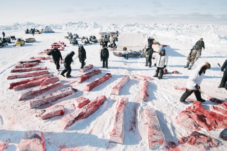 Division of whale meat and blubber is governed by Iñupiaq tradition and followed strictly by whaling crews. Here, the niñit, or community shares, are equally apportioned, and even the whaler’s share will be given away at Nalukataq, the summer whaling festival. The tradition of gifting ensures that less-fortunate members of the community benefit from the bounty of successful whalers.