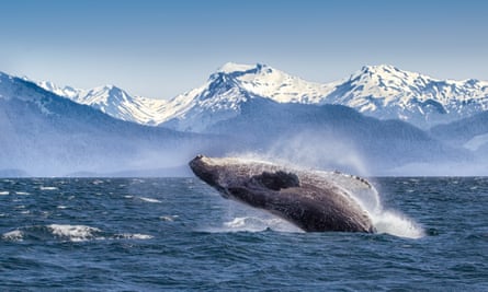 a whale breaching in Alaskan seas.